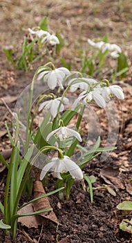 Double snowdrop (Galanthus nivalis) Flore Pleno