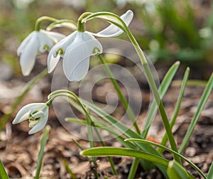 Double snowdrop (Galanthus nivalis) Flore Pleno