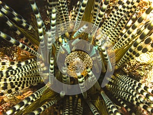 Double-Spined Urchin, Echinothrix calamaris