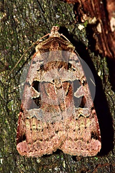 Double square-spot moth from above (Xestia triangulum)