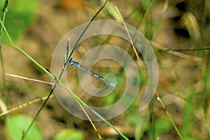 Double-striped Bluet Damselfly  54357