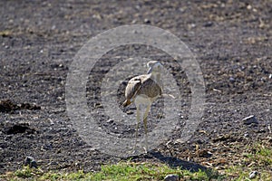 Double-striped Thick-knee  840852