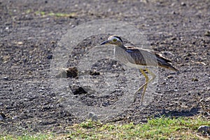 Double-striped Thick-knee  840868