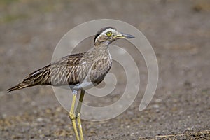Double-striped Thick-knee  841107