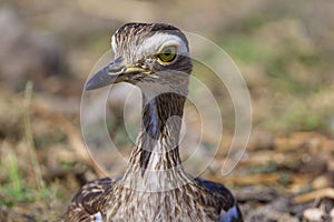 Double-striped Thick-knee 841111