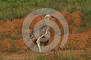 Double-striped thick-knee, Burhinus bistriatus photo