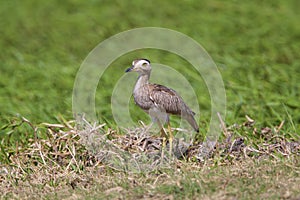 Double-striped Thick-knee  841103 photo