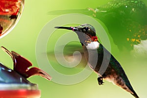 Double take Ruby-throated hummingbird