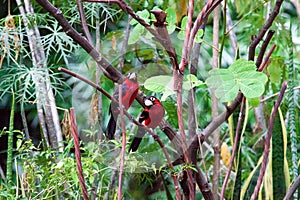 Double-toothed barbets in tree