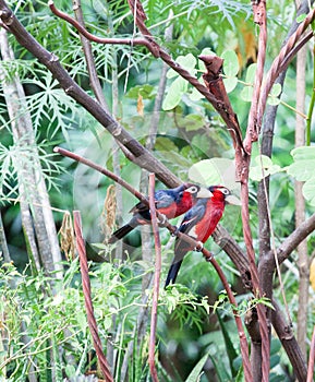 Double-toothed barbets in tree