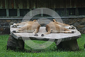 Double trouble asleep