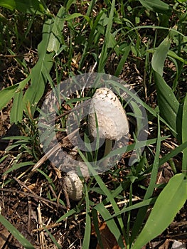 Double trouble shrooms