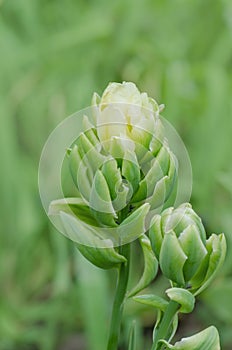 Double tulip Brooklyn. Double late tulip