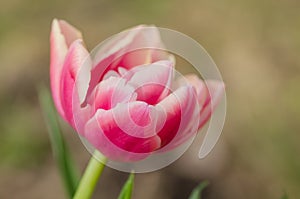 Double tulip Drumline