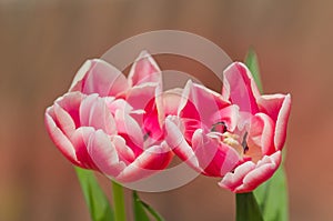 Double tulip Drumline
