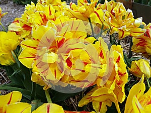 Double tulip, Tulipa Monsella