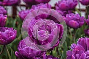 Double Tulips