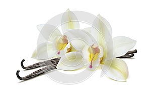 Double vanilla flower pods isolated on white