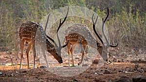 Double Vision: Twinning Deer Create a Spellbinding Visual Delight