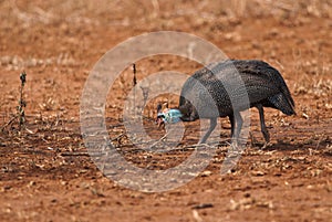 Helmeted Guineafowls