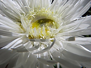 Double white Daisy