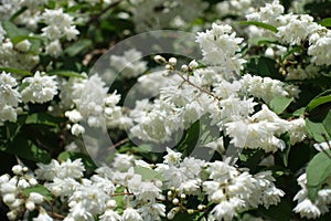 Double white flowers of Deutzia