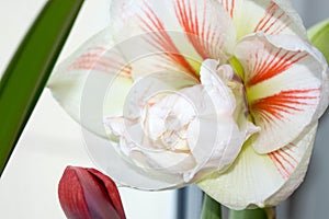 Double white and red flower of amaryllis