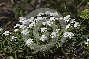 Double Windflower, Anemone nemorosa \'Vestal