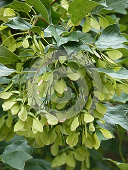 Double-winged samaras of Acer monspessulanum (Montpellier maple)