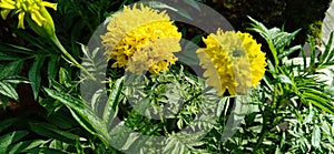 Double yellow aster at the morning