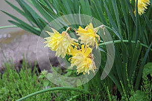 Double yellow Daffodils in the rain
