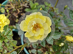 Rosa `Canary Showground`