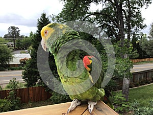 A Double Yellow-Headed Amazon Parrot enjoying the outdoors perched twenty feet of the ground