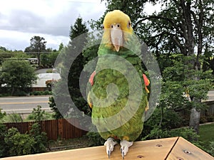 A Double Yellow-Headed Amazon Parrot enjoying the outdoors perched twenty feet of the ground