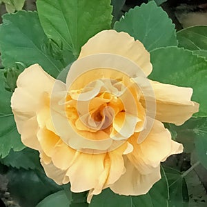 Double yellow hibiscus