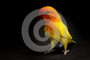 Double Yellow Lovebird, Bird