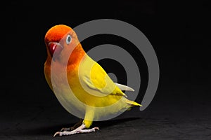 Double Yellow Lovebird, Bird