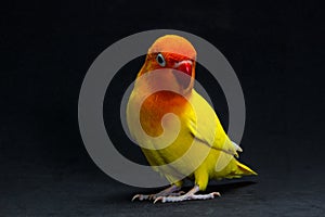 Double Yellow Lovebird, Bird