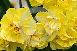 Double yellow narcissus variety blooming in sunshien with orange stamens