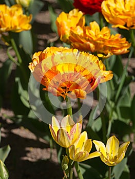 Double yellow tulips