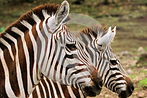 Double Zebra