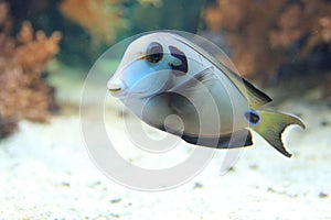 Doubleband surgeonfish