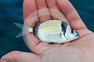 Doublebanded Bream