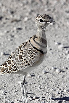 Doublebanded Courser - Namibia