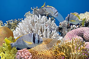 Doublebar bream and coral reef