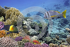 Doublebar bream and coral reef