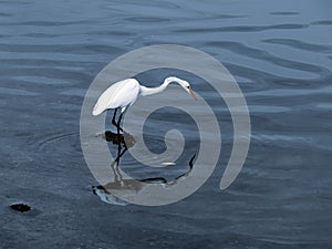 Doubled Great Egret