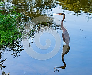 Doubled Tricolored Heron