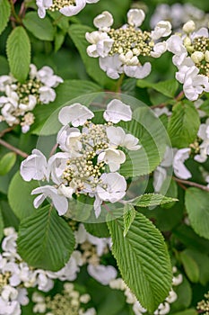 Japanese snowball bush Viburnum plicatum Mariesii, white flowers photo