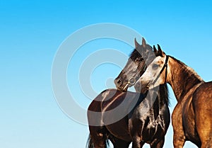 Doubles portrait black and light horse against the blue sky